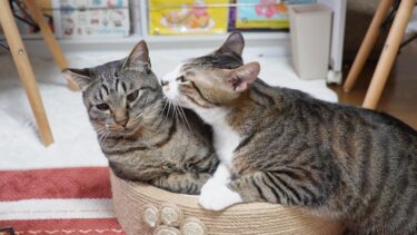 親切を装い寝床を横取りするちゃっかりものの弟猫ゴマちゃん☆【リキちゃんねる　猫動画】 キジトラ 猫のいる暮らし