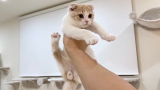 生まれて初めて本気で叱られたらヤンチャ子猫はこうなっちゃいました…【もちまる日記】