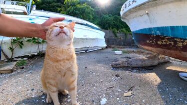 船の下で寝ていた野良猫、覗き込むと気づいてモフられに出てきた【感動猫動画】