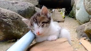 ウトウト寝てしまう子猫がかわい過ぎる【感動猫動画】