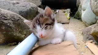 ウトウト寝てしまう子猫がかわい過ぎる【感動猫動画】