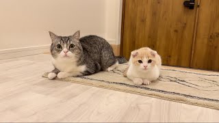 出かけようとしたら甘えんぼ猫たちに玄関で待ち伏せされてこうなりました…笑【もちまる日記】
