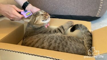 ブラッシングが苦手な猫様におすすめ！簡単に抜け毛のお手入れができる方法がこちら【換毛期】【ぽてとチャンネル】