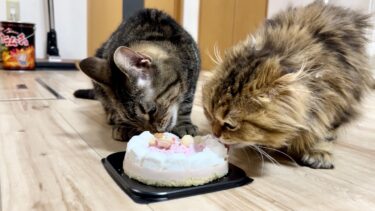 3歳の誕生日に仲良く一緒にケーキを食べる猫【ちょりちゃみチャンネル】