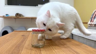 猫に5年分の「恐怖のひげコレクション」を見せてみた！【ポムさんとしまちゃん / ねこべや】