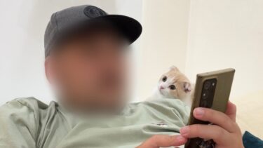 なでなでしてほしいのに無視されたら子猫がこうなっちゃいました…【もちまる日記】