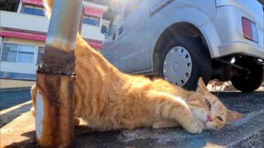 車の下にいた野良猫、近づくと出てきてゴロンゴロン転がってカワイイ【感動猫動画】