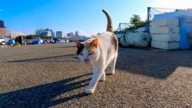 漁港の野良猫の三毛猫ちゃんは腰トントンが好き【感動猫動画】