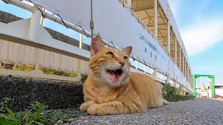会うと挨拶してくる漁港の茶トラ猫、ナデナデするとゴロゴロ喜んでカワイイ【感動猫動画】