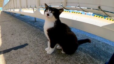 感動猫動画 のライブ配信【感動猫動画】