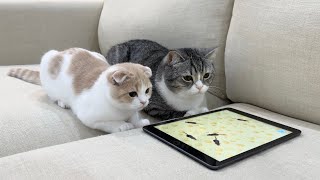 iPadに猫用のアプリを入れてみたら猫たちの反応がかわいすぎました…笑【もちまる日記】