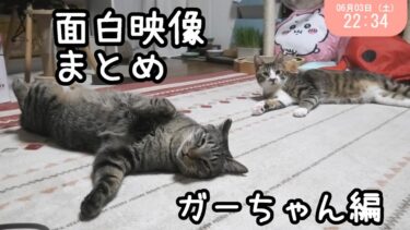 ビビる猫の反応が面白い☆華麗なジャンプを披露！へそ天上手なガーちゃんのおもしろシーン切り抜きまとめ～ライブ映像切り抜き～【リキちゃんねる　猫動画】 キジトラ 猫のいる暮らし