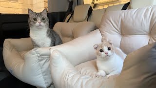 初めて兄弟で一緒にドライブしたら猫たちがこうなりました笑【もちまる日記】