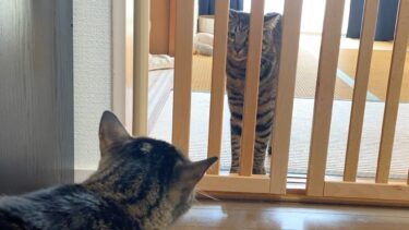 凶暴猫と狂暴猫が睨みあって喧嘩勃発…！？【てん動画】