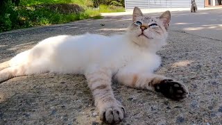 木陰で休む島の猫たちをナデナデする【感動猫動画】