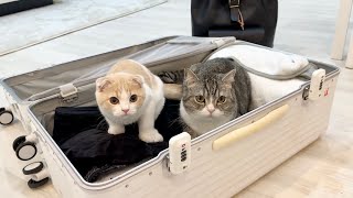 実家に帰る準備をしてたら甘えんぼ猫たちがこうなっちゃいました…【もちまる日記】