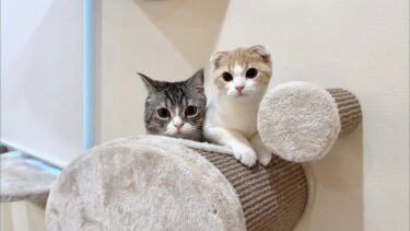 ごはんの準備をしてたら寝ていた猫たちがこうなってましたwww【もちまる日記】