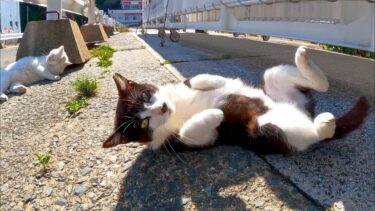 フェリー乗り場にいたハチワレ猫ちゃん、撫でるとゴロンゴロン転がってカワイイ【感動猫動画】