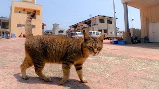 漁協の猫ちゃん達、漁協前の広場に集まってきた【感動猫動画】