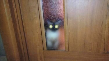 帰宅すると毎夜ここで待機してる猫シャムエ。ドア開けると😙【CuteWoo】