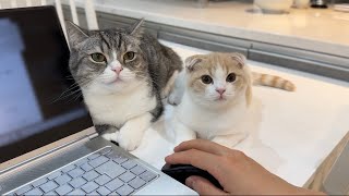 仕事が終わるのをずっと待ってた猫たちがこうなっちゃいました…【もちまる日記】
