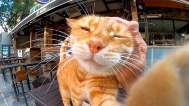 開店前のカフェでお客様を待つ接客係の猫【感動猫動画】