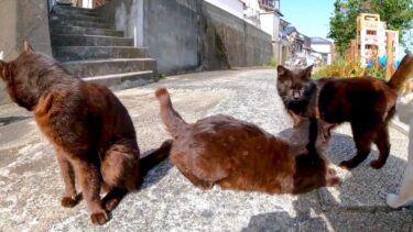 猫島の黒猫兄弟、集まってきた【感動猫動画】