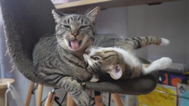 車で大騒ぎな二匹の猫☆年に一度の予防接種に行ってきたよ　【リキちゃんねる　猫動画】 キジトラ 猫のいる暮らし