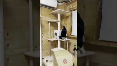 「今から行くよ～ン」の猫の鳴き声「ナ~ン」【ひのき猫】