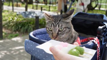 猫とお花見団子☆食いしん坊な猫だけどそれどころじゃないよ　【リキちゃんねる　猫動画】 キジトラ 猫のいる暮らし