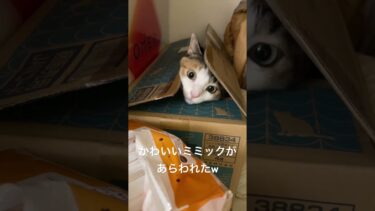 可愛いミミックがあらわれた！　#猫 #shorts【ぽてとチャンネル】