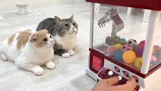 猫たちと一緒にクレーンゲームをやってみたら反応がかわいすぎましたw【もちまる日記】