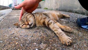 道端で寝ている野良猫をナデナデしてきた【感動猫動画】