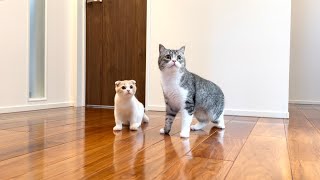 新居に初めてやってきた猫たちの反応がかわいすぎました…笑【もちまる日記】