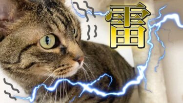 雷が落ちたあとの猫の反応がww【てん動画】