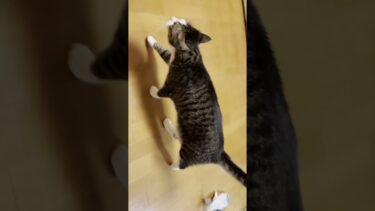 急に冷める猫【ひのき猫】