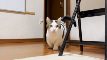 息子とお父さんを交互に愛でる猫【ひのき猫】