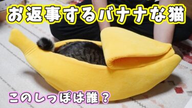 話しかけるとしゃべるバナナな猫☆これは誰のおしりかな？【リキちゃんねる　猫動画】 キジトラ 猫のいる暮らし