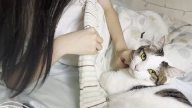 娘と一緒にフミフミで一晩過ごした猫【ひのき猫】