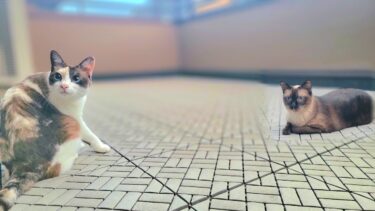 シャムエ🐈を呼んだら代わりにペポ🐈が何度も来た時🤭【CuteWoo】