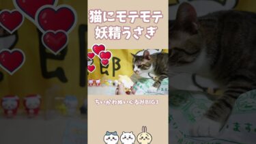 【ちいかわ】猫にモテモテ！？妖精うさぎ　【ガチャ・ちいかわぬいぐるみBIG3】