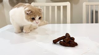 かりんとうを食べてたらうんちと勘違いした子猫の反応がかわいすぎたwww【もちまる日記】