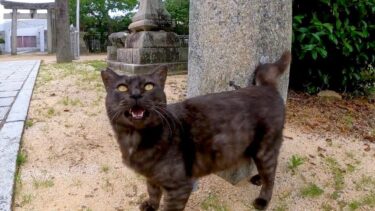 神社にいた猫ちゃん、撫でると小さく「ニャ」と鳴いてカワイイ【感動猫動画】