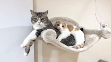 ハンモックの取り合いで喧嘩してた猫たちが和解してまさかのこうなってましたw【もちまる日記】