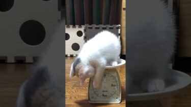 体重計の動く針が気になって仕方ない子猫が可愛い750g  #shorts #子猫【ぽてとチャンネル】