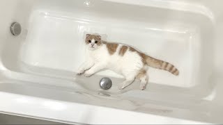 子猫が浴槽で寝てるのでそのままお湯を出してみたらこうなりましたw【もちまる日記】