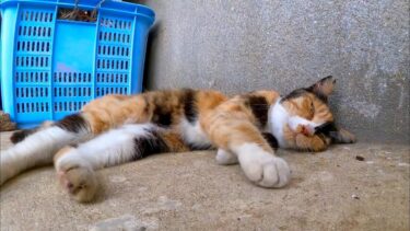 漁港の片隅で寝ていた三毛猫ちゃん、撫でると手をモジモジしてカワイイ【感動猫動画】