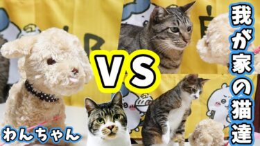 リキ家最強決定戦☆鳴いて歩く犬VS我が家の猫たち☆一番強い子は誰だ！？【リキちゃんねる　猫動画】 キジトラ 猫のいる暮らし