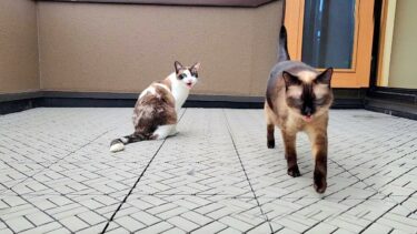 シャム猫姉妹が自分の名前を認識しているか今一度呼んで確認した結果🎉【CuteWoo】