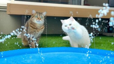 庭に噴水を作ったら猫がこうなった…笑【ポムさんとしまちゃん / ねこべや】